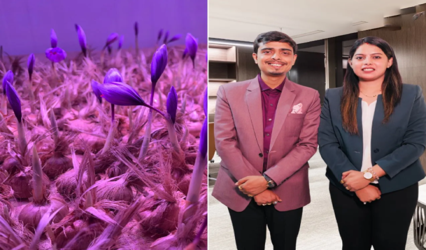 Nagpur Couple Invests ₹15 Lakh to Grow Saffron at Home, Earns ₹30 Lakh in FY25 with Shaya Enterprises