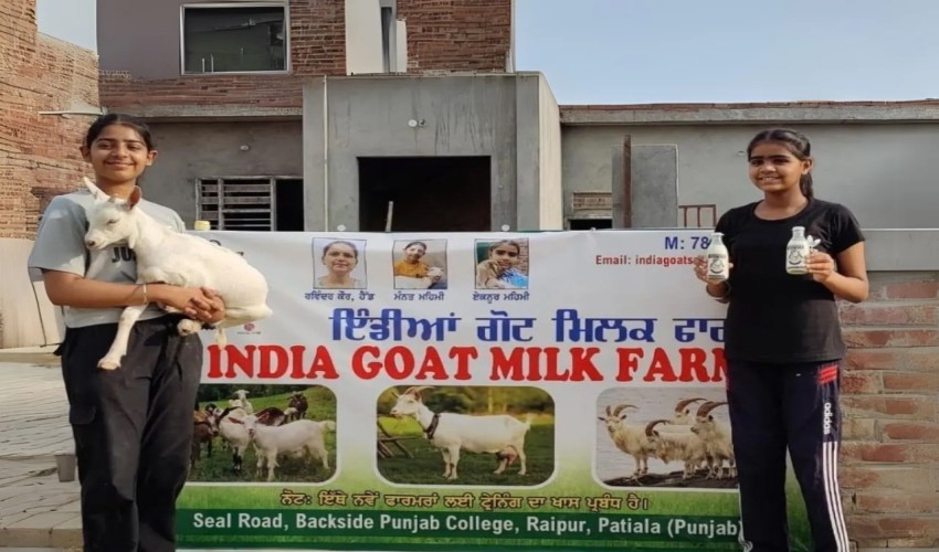 Punjab Teenage Sisters Bought A Goat Online And Started Selling Goat Milk; Now Clock Rs 80,000 Monthly Revenue